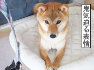 柴犬コマリ　首輪