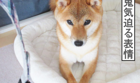 柴犬コマリ　首輪