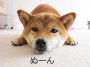 柴犬コマリ　ドアップ