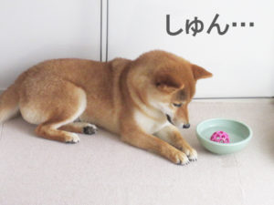 柴犬コマリ　ボール