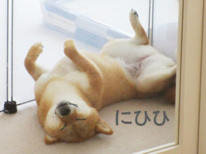 柴犬コマリ　寝顔