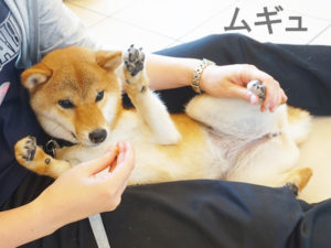 柴犬コマリ　しつけ教室