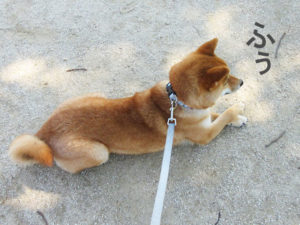 柴犬コマリ　散歩拒否