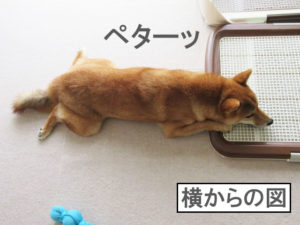 柴犬コマリ　ツチノコ