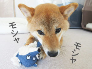 柴犬コマリ　噛む