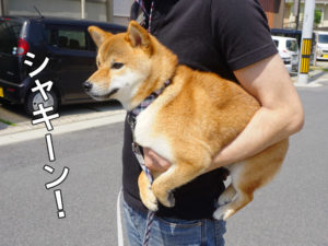 柴犬コマリ　セカンドバッグ