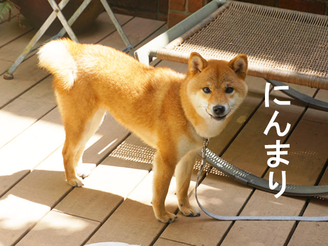 柴犬コマリ　リフォーム
