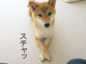 柴犬コマリ　クロス