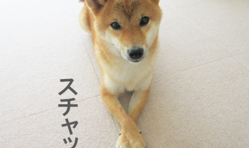 柴犬コマリ　クロス