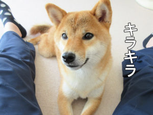 柴犬コマリ　おやつ