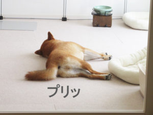 柴犬コマリ　お尻