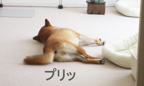 柴犬コマリ　お尻