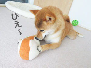 柴犬コマリ　食パン