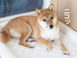 柴犬コマリ　笑顔