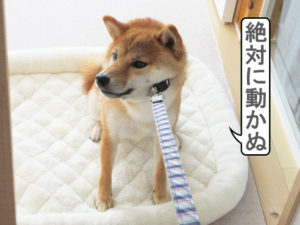 柴犬コマリ　イヤイヤさん