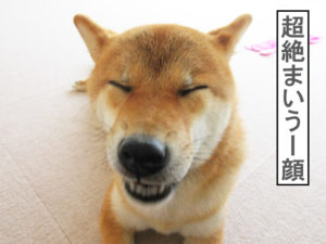 柴犬コマリ　まいうー