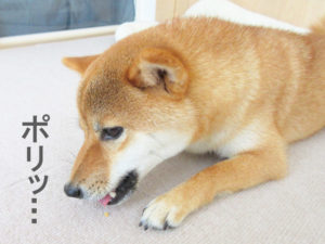 柴犬コマリ　おやつ