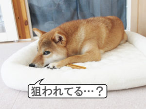 柴犬コマリ　焼き芋スティック