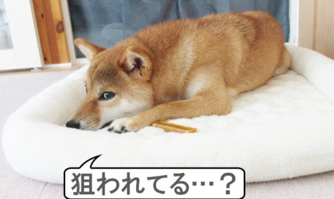 柴犬コマリ　焼き芋スティック