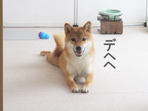 柴犬コマリ　笑顔