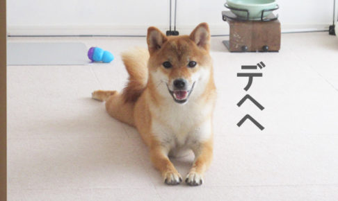 柴犬コマリ　笑顔