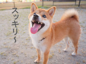 柴犬コマリ　ドッグラン