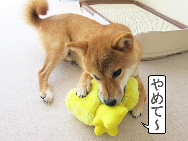 柴犬コマリ　おもちゃ