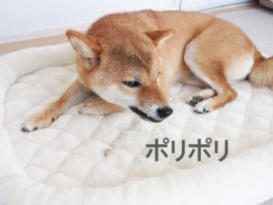 柴犬コマリ　クッキー