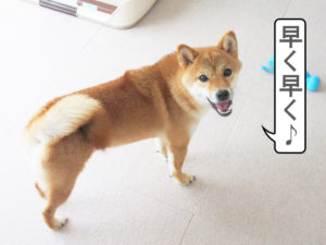 柴犬コマリ　ヒマチー