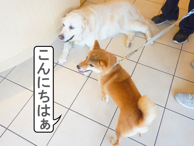 柴犬コマリ　シャンプー