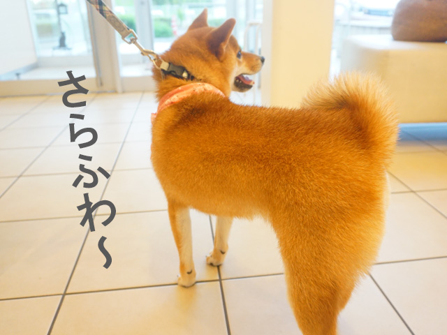 柴犬コマリ　シャンプー