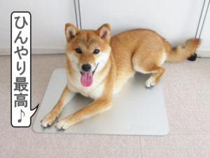 柴犬コマリ　ひんやりプレート