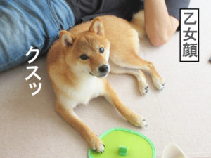 柴犬コマリ　夏バテ