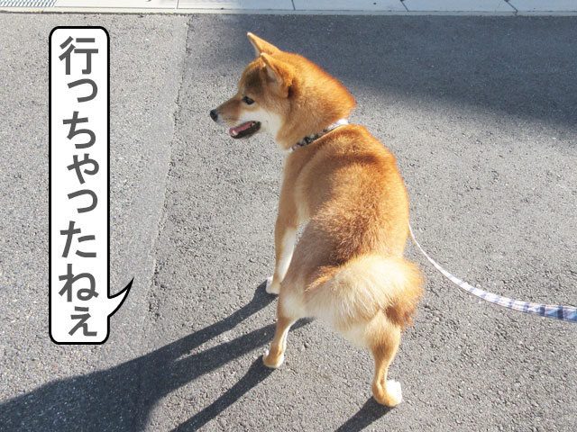 柴犬コマリ　トンボ