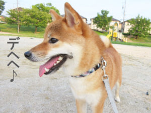 柴犬コマリ　夏の散歩