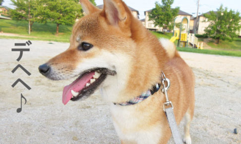 柴犬コマリ　夏の散歩