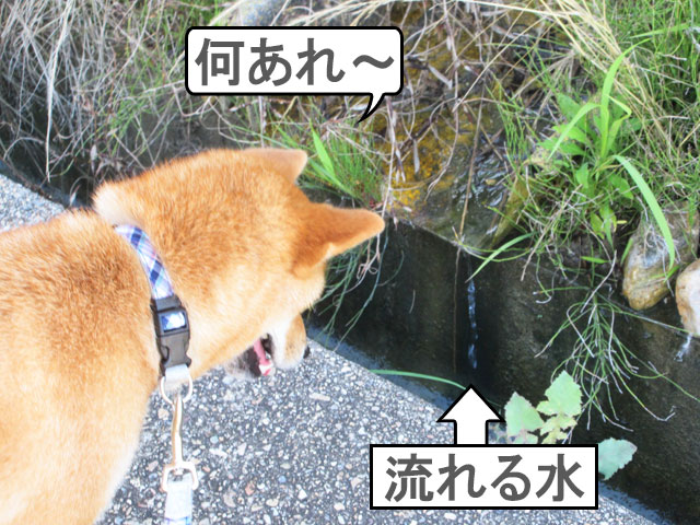 柴犬コマリ　夏の散歩
