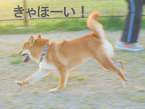 柴犬コマリ　ドッグラン