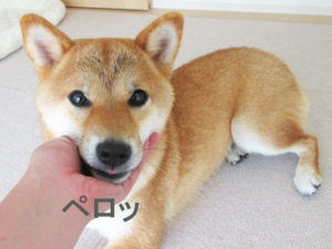 柴犬コマリ　柴犬