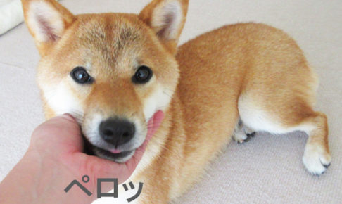 柴犬コマリ　柴犬