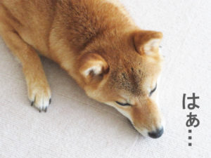 柴犬コマリ　台風