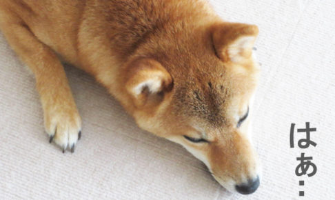 柴犬コマリ　台風