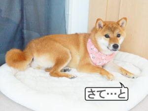 柴犬コマリ　バンダナ