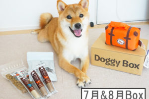 柴犬コマリ　doggybox