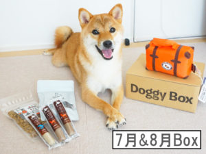 柴犬コマリ　doggybox