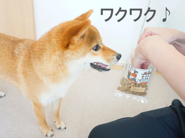 柴犬コマリ　doggybox