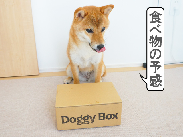 柴犬コマリ　DoggyBox