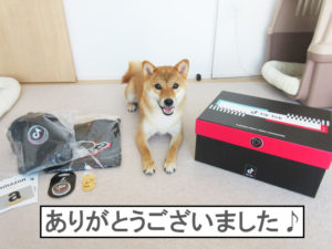 柴犬コマリ　TikTokオーディション