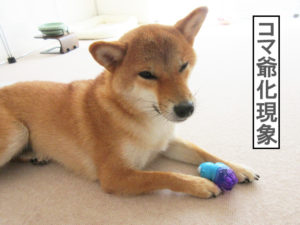 柴犬コマリ　柴犬