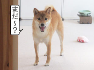 柴犬コマリ　柴犬
